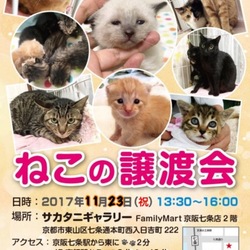 京都ねこの譲渡会