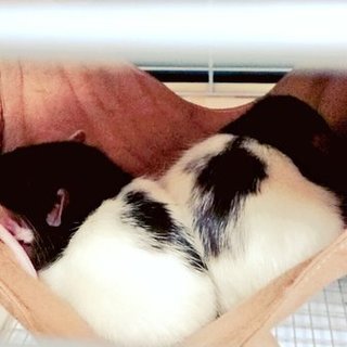 キャンセルな為再募集ファンシーラットベタ慣れ