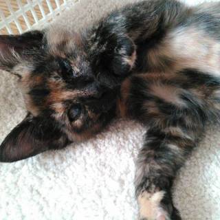 ハンディが、有るけど幸せな猫になって!