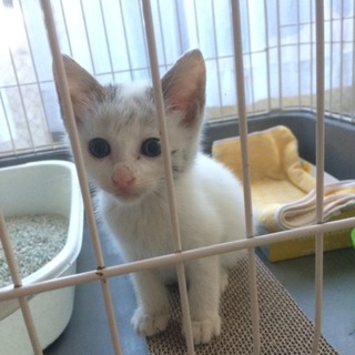 人懐こい女の子です