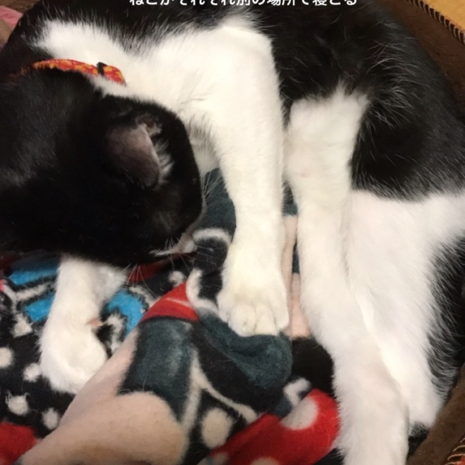 小太郎のカバー写真