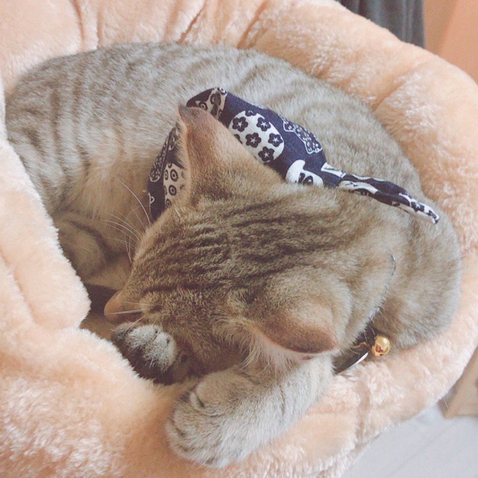 茶々丸のカバー写真