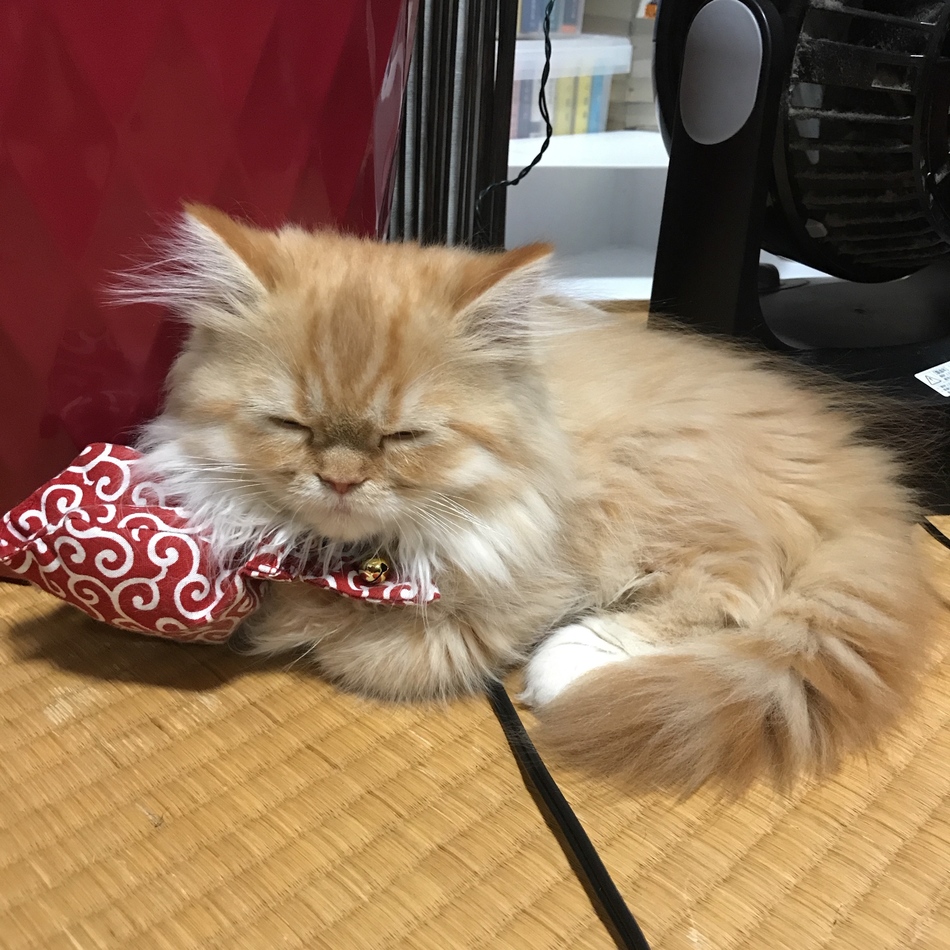 楓のカバー写真