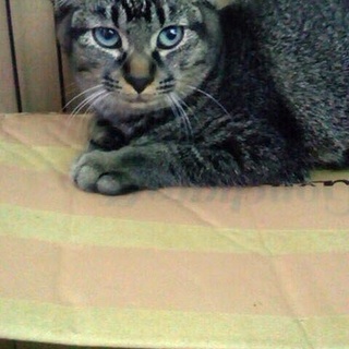 子猫（キジトラ、メス）の里親さま募集