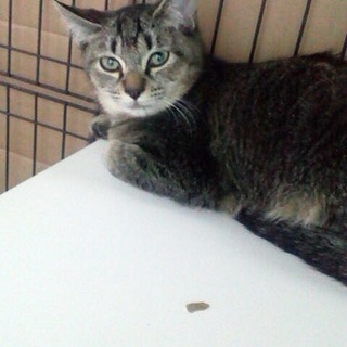 子猫（キジトラ、オス）の里親さま募集