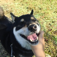 風太