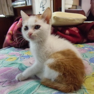 甘えんぼな子猫ちゃん　女の子　２ヶ月足らず位