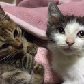 生後60日くらいの赤ちゃん猫♡女の子です^_^