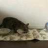 子猫！里親募集 サムネイル4