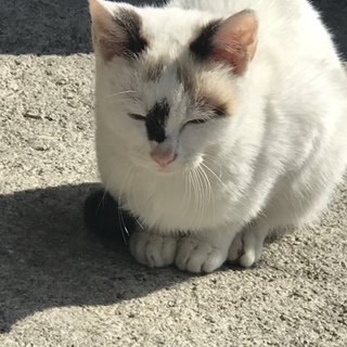 瞳かブルーで綺麗な野良ちゃん4ヶ月ちょっとです。