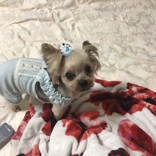 避妊済　女の子ヨーキーです７歳ぐらい？