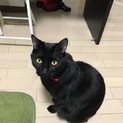 人懐っこいおっとり黒猫さん
