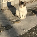 毛並みがフワッとした野良猫4ヶ月ちょっと！