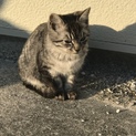 綺麗なキジトラ柄の野良ちゃん4ヶ月ちょっと