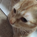 茶トラのメス猫