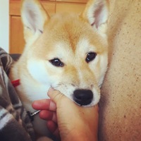ナツ
