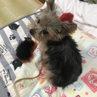 ししまる
