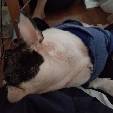 私の上で寝たがります