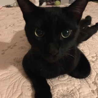 ぼく、下半身麻痺だけど元気だよ。家族がほしいよ！