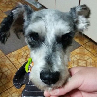 快活で、少しチョコマカした男の子♪