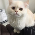 ラガマフィンの男の子(9ヶ月です)