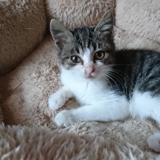 野良子猫保護してます。すーちゃん