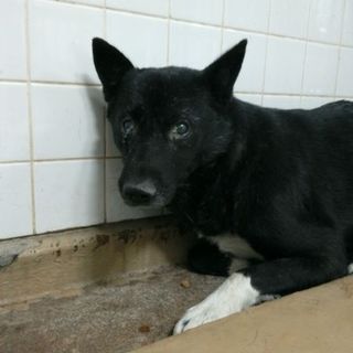 若い男の子です！収容期限11/14朝