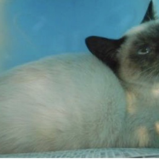 里親様に迎えられました。有難うございました。