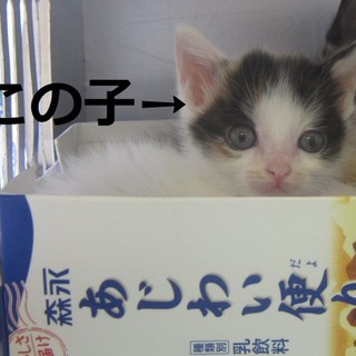 11月16日、飼い主募集中です！