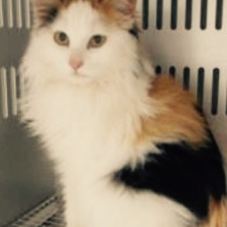 里親様のお迎えがありました。有難うございました。