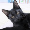 4か月半　とっても人懐こい黒猫　ロク君