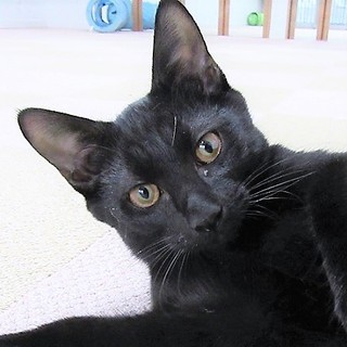 4か月半　とっても人懐こい黒猫　ロク君