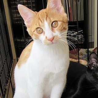 ４か月半人懐こく犬猫と育った茶白のチャーシュー君