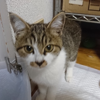 野良猫保護してます。ののちゃん