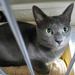 ロシアンブルー ♂ ３歳