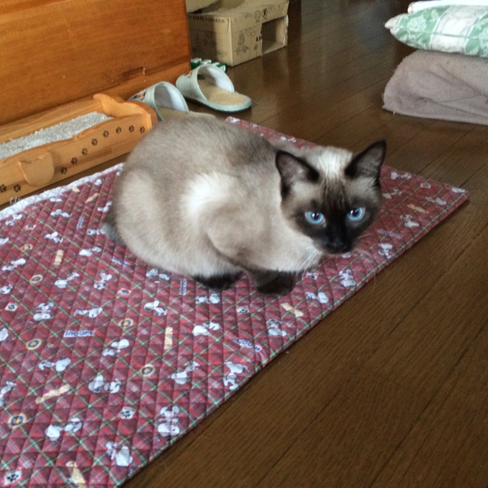 はーちゃんのカバー写真