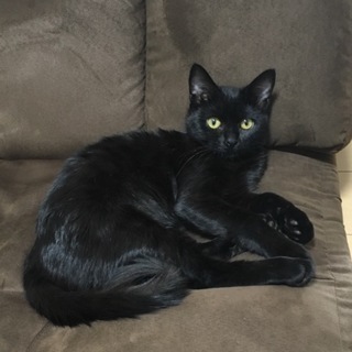 可愛い黒猫ちゃん