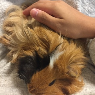 モルモット（雌）の里親さんを探しています！