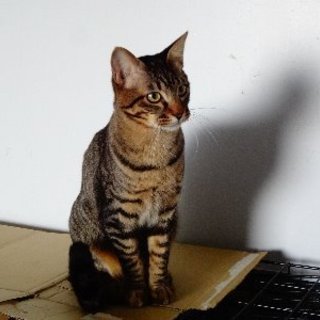 ゴロスリにゃんです