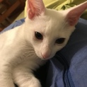 ふわふわ白猫テト♂(トライアルの為一時停止)