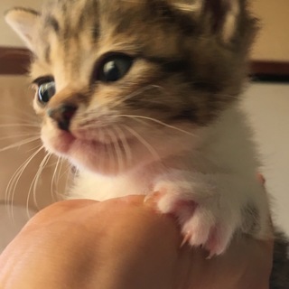 仔猫の里親さん募集中！
