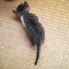 仔猫の里親さん募集中！ サムネイル2