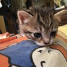 仔猫の里親さん募集中！ サムネイル3