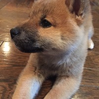 フラ