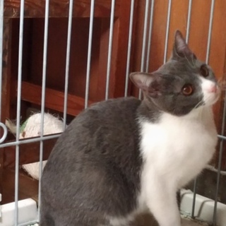 ★　シャイなロシアンブルーMIX　子猫ちゃん　★