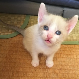 仔猫の里親さん募集中！