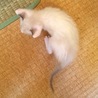 仔猫の里親さん募集中！ サムネイル2