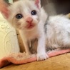 仔猫の里親さん募集中！ サムネイル3