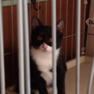 ★　シャイな姉妹　MIX　子猫ちゃん　★