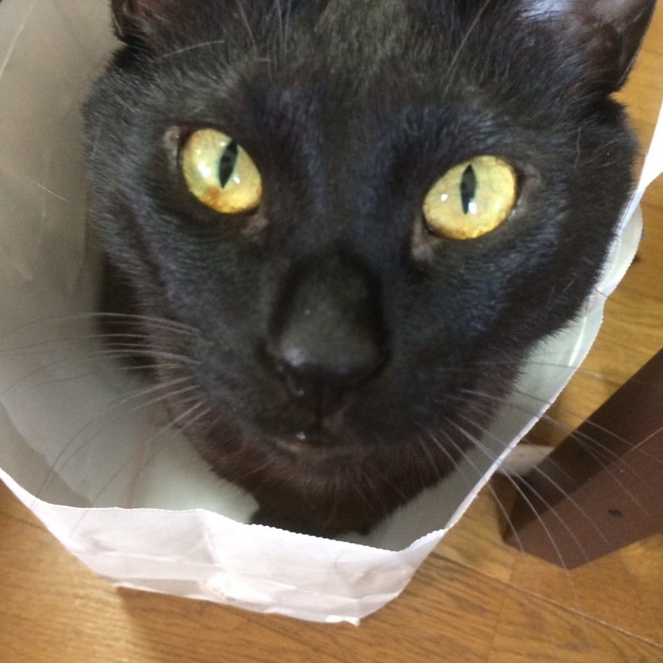 バロンのカバー写真